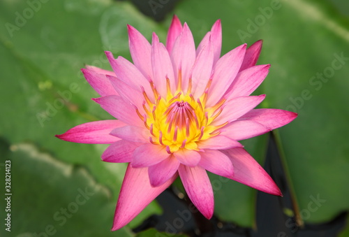 lotus flower blossom in the pool