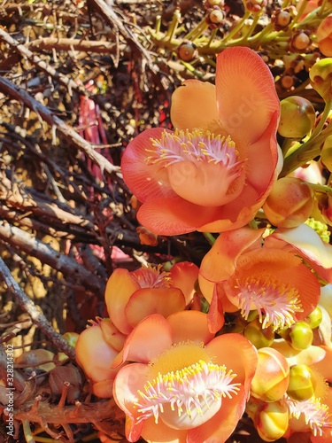 The flower of sala tree, Shorea robusta, the tree under which the Buddha passed away and under which the previous Buddha Vessabhu attained enlightement, The background is flowers and trees. photo