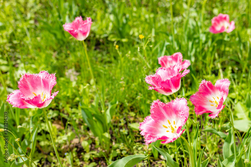 Beautiful pink tulips close-up. Spring card. © Serhii