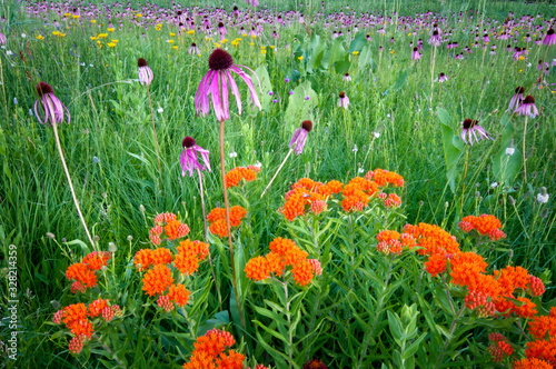 A bouquet of prairie wildflowers including butterfly weed, purple coneflower and prairie dock.  photo