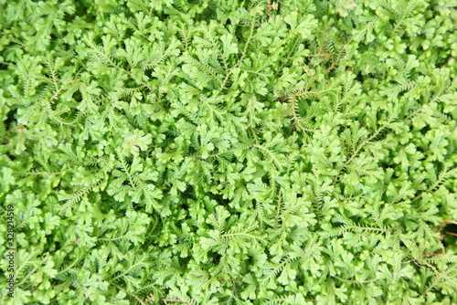 fresh green fern leaves
