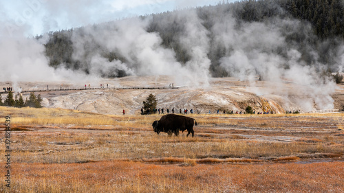 Bison inside area of Old Faithful, Yellowstone.