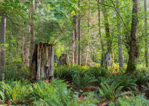 Stump Family