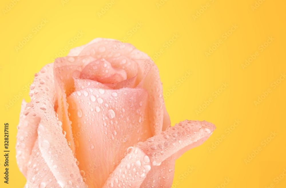 Fototapeta premium Rose.