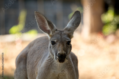 kangaroo in zoo
