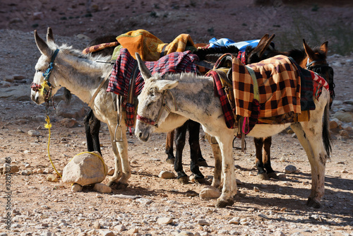 Donkeys waiting tourists for riding at Petra Canyon