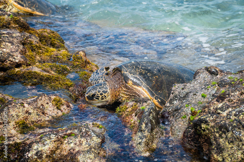 SeaTurtle 