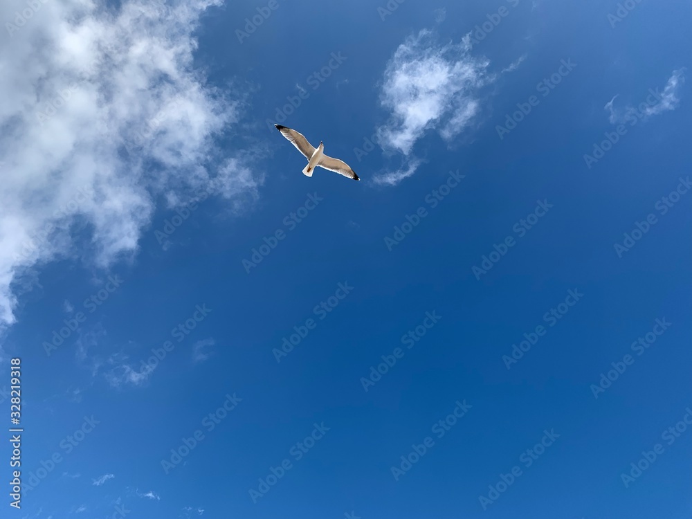 kite in the blue sky kite in the blue sky