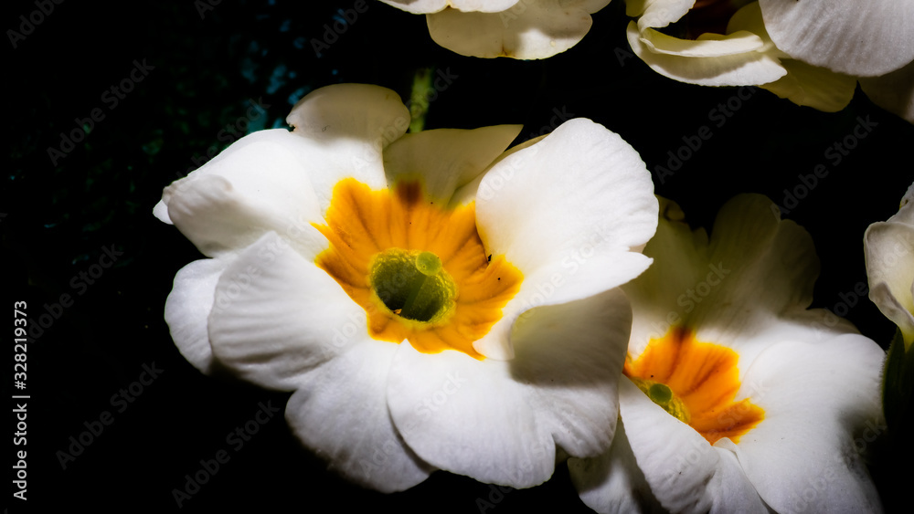 Fototapeta premium White primrose flowers with yellow hearts on a dark background