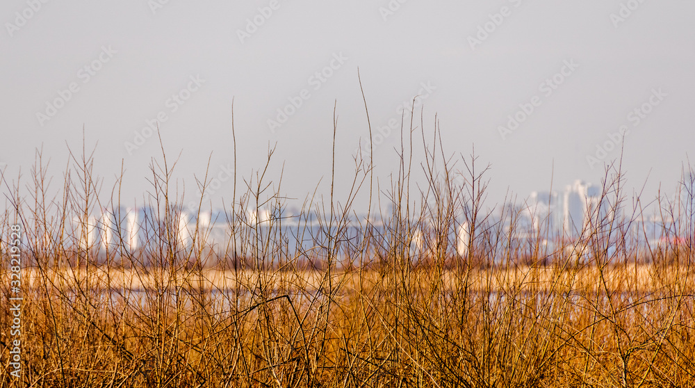 Obraz premium Young growth of a bush against the background of the river and the blue-white city