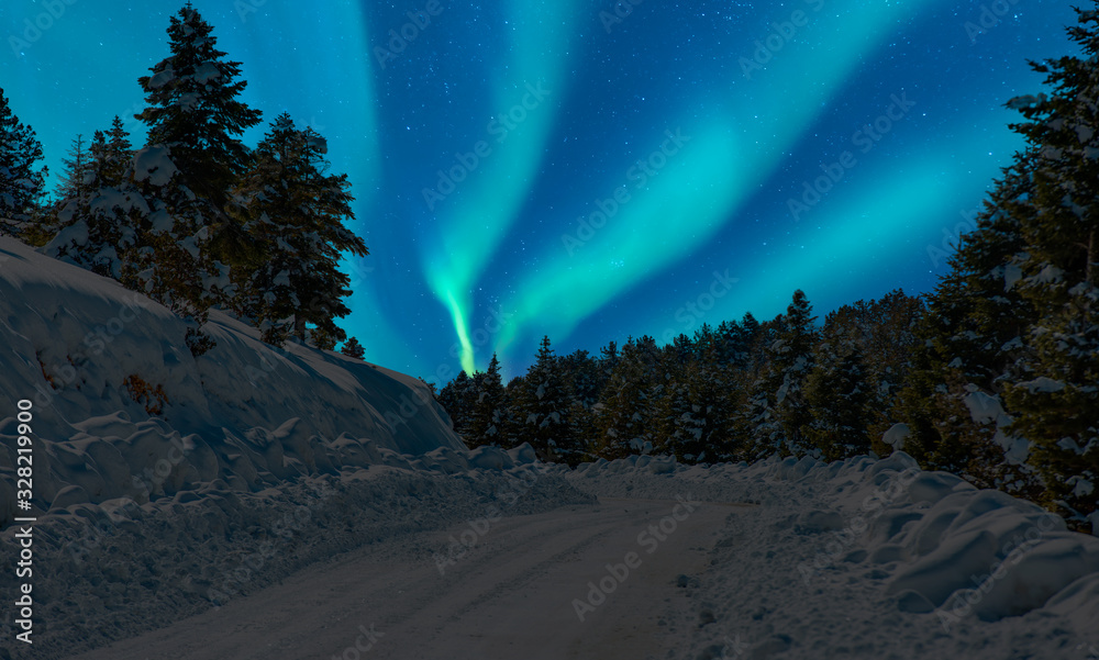 Northern lights (Aurora borealis) in the sky over with pine tree forest
