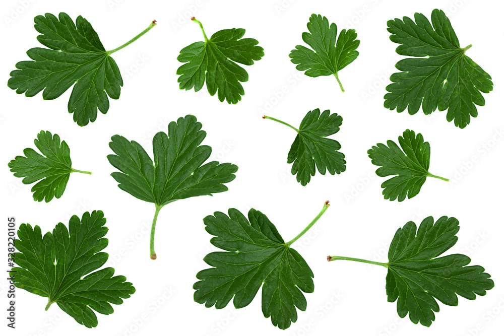 Gooseberry leaf collection closeup Gooseberry leaf collection closeup