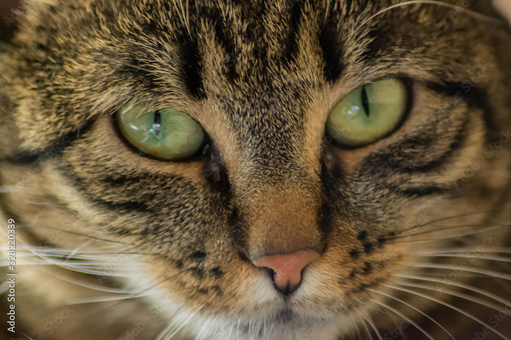 Close-up portrait of sleepy domestic cat, beautiful green eyes, furry friend Close-up portrait of sleepy domestic cat, beautiful green eyes, furry friend