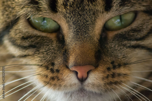 Fototapeta Naklejka Na Ścianę i Meble -  Close-up portrait of sleepy domestic cat, beautiful green eyes, furry friend