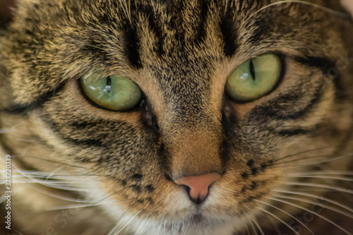 Close-up portrait of sleepy domestic cat, beautiful green eyes, furry friend