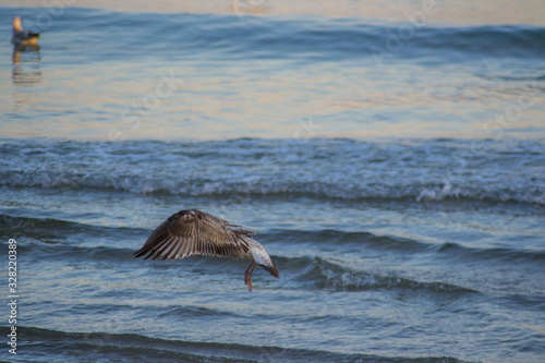 Beautiful seagull in flight, birds flying over the sea, water birds