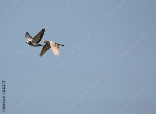 Wood pigeon, columba palumbus, two birds in flight