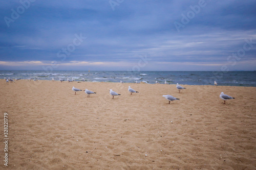 Group of seagulls on the beach at sunset