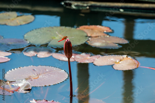 Fototapeta Orange dragonflies on a waterlily