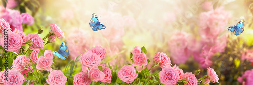 Pink rose flower and flying blue peacock eye butterflies in fabulous blooming spring fantasy garden on blurred sunny light background, mysterious fairy tale summer floral wide panoramic holiday banner