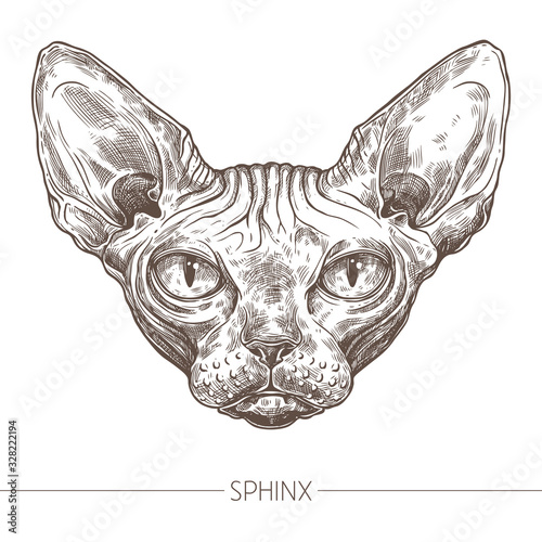 Cat sphinx vector hand drawn head. Sketch animal illuatration