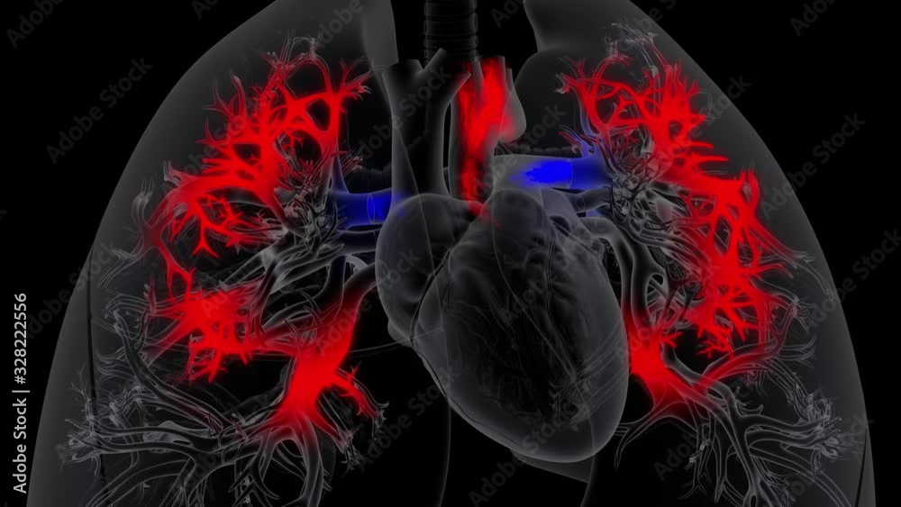 Heart Pumping Deoxygenated Blood to Lungs and receiving Oxygenated Blood from it