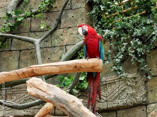 A red macaw parrot is sitting on a branch.