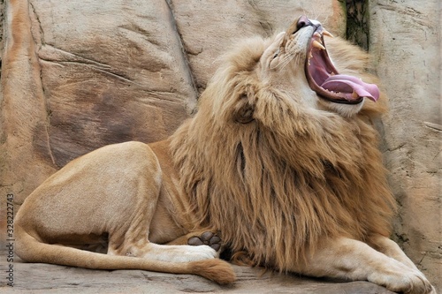  A lion sits on a stone with an open mouth.
