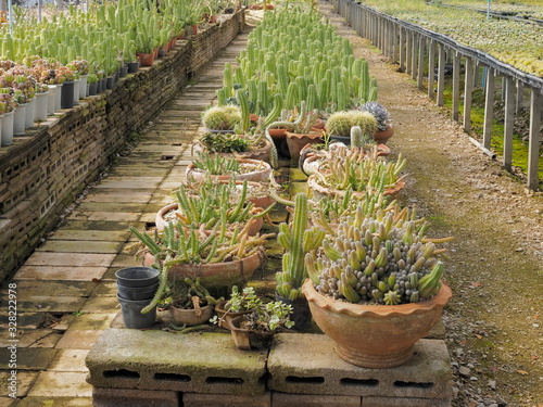 view of many cactus species flowering in flower pots in cactus garden, Cereus Tetragonus cactus (front) with Cereus repandus cactus in background. photo