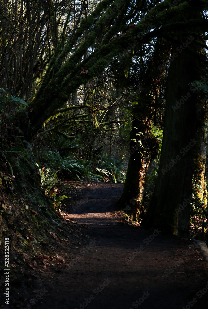 Obraz premium Trail In forest