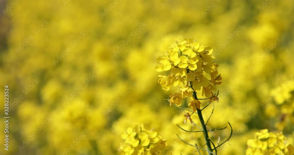菜の花と青空 背景素材 菜の花と青空 背景素材