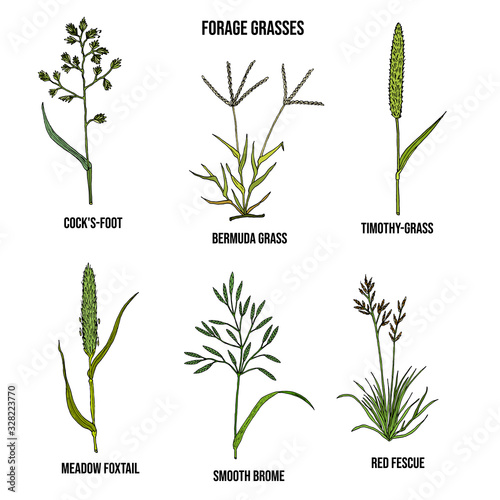 Forage grasses vector set