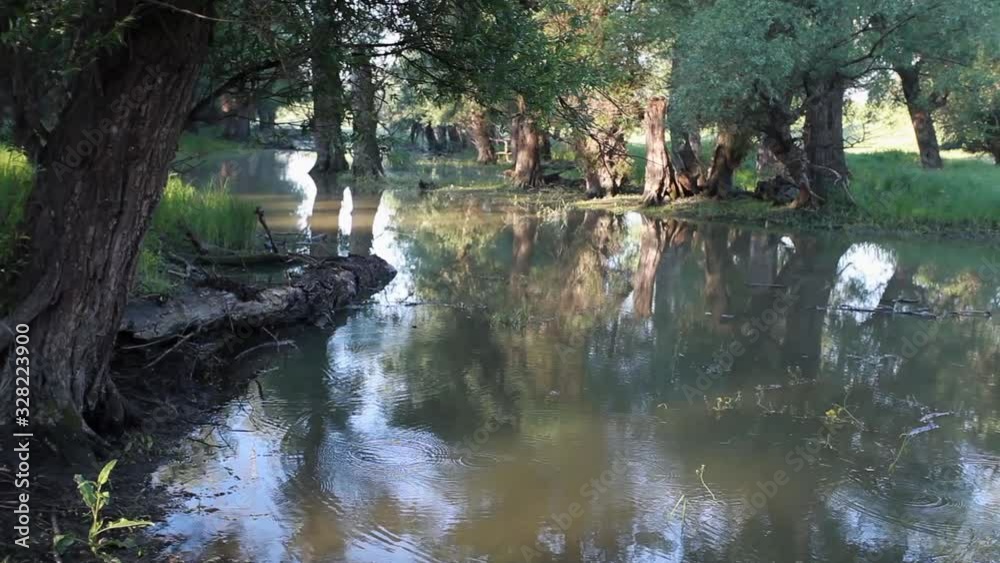 Flooded forest in Kopacki rit Nature Park, Croatia Flooded forest in Kopacki rit Nature Park, Croatia