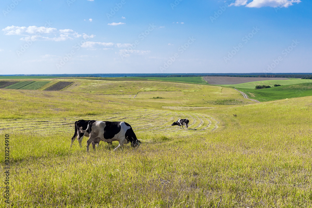 Cows on a yellow field and blue sky. Cows on a yellow field and blue sky.