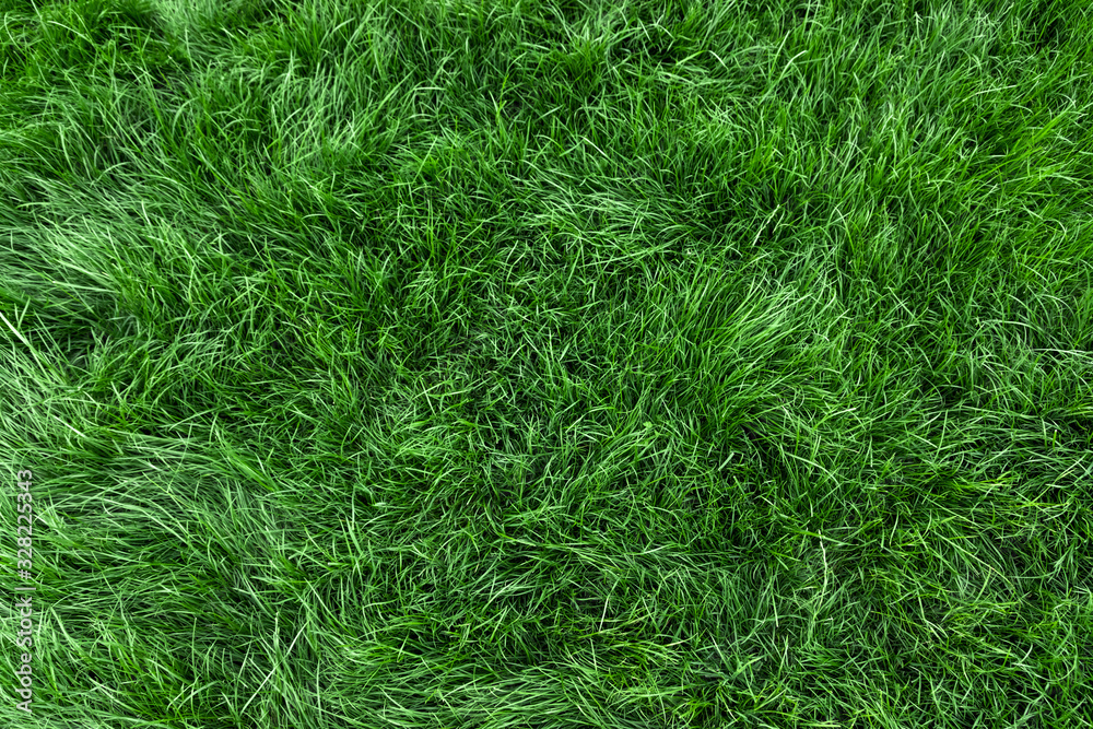 Natural green grass background, fresh lawn top view - obrazy, fototapety, plakaty 