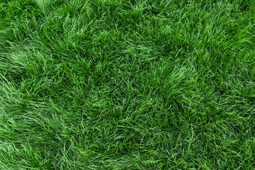 Acrylglasbilder Gras Frischer grüner Rasen von oben  © Mariusz Blach