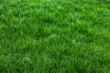 Natural green grass background, fresh lawn top view