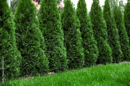 green grass with thuja trees in garden photo