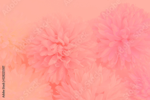 Beautiful abstract color white and pink flowers graphic on pink background and yellow and white flower frame and orange leaves texture, pink background, colorful graphics banner happy valentine