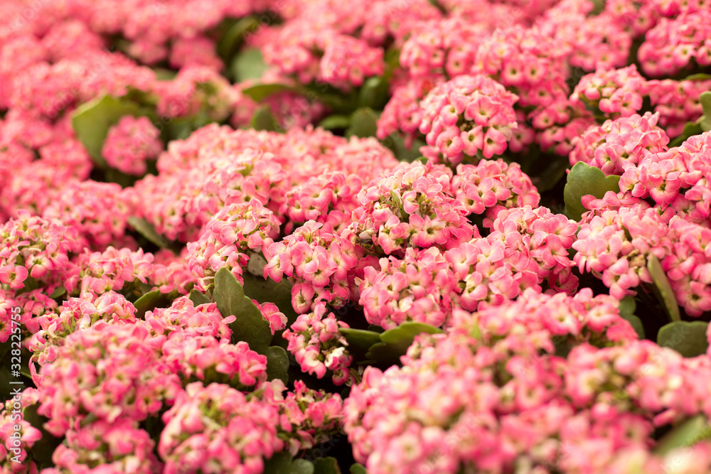 Close up beautiful small pink flowers background. Alyssum. Close up beautiful small pink flowers background. Alyssum.