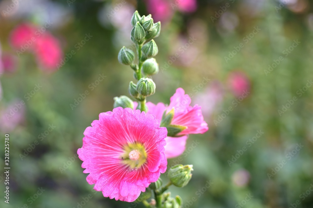 Obraz premium Beautiful flowers in the garden Blooming in the summer.Landscaped Formal Garden. 