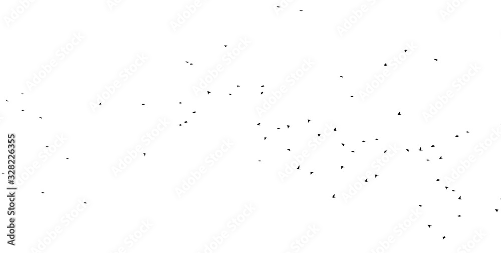 Flock of birds isolated on white background Flock of birds isolated on white background
