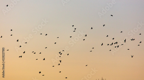 A flock of birds at dawn