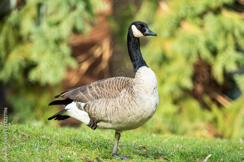 close up of one Canadian goose standing on one foot on the green grass field under the sun in the park