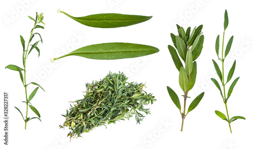 set of fresh leaves of hyssop herb isolated photo