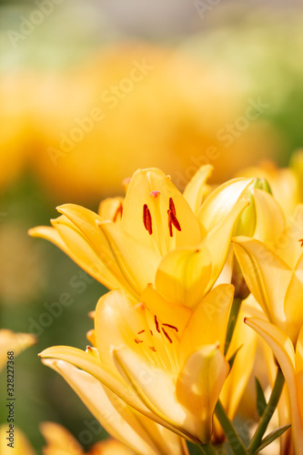 Fototapeta Naklejka Na Ścianę i Meble -  Yellow flower in the park.
