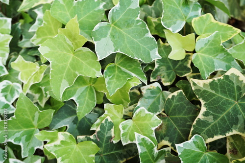 Hedera Helix leaves ivy green plants background