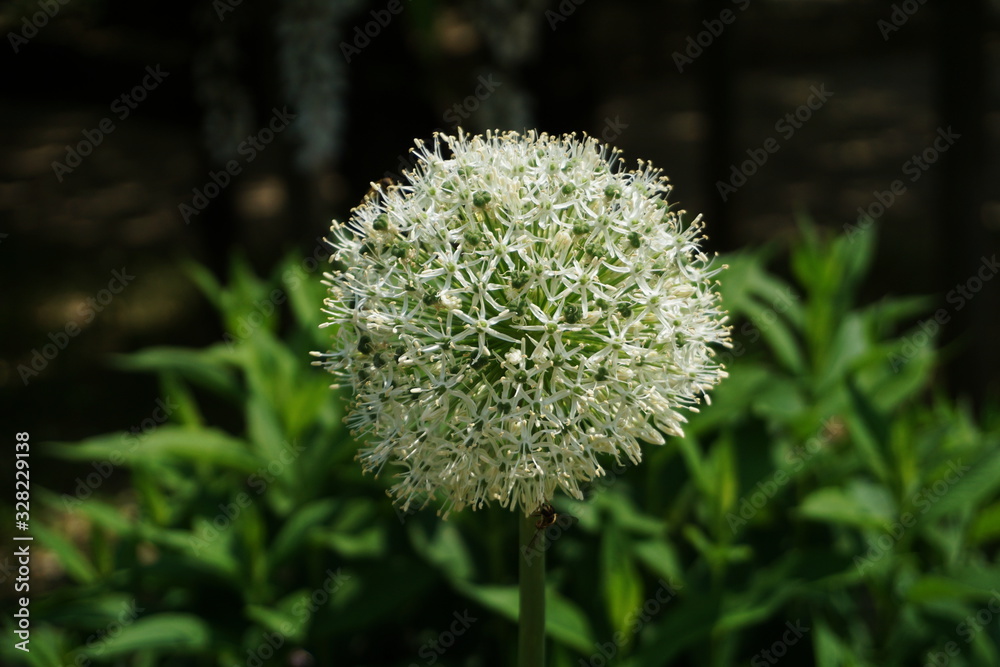 Beautiful White Allium flower growth in the garden Beautiful White Allium flower growth in the garden