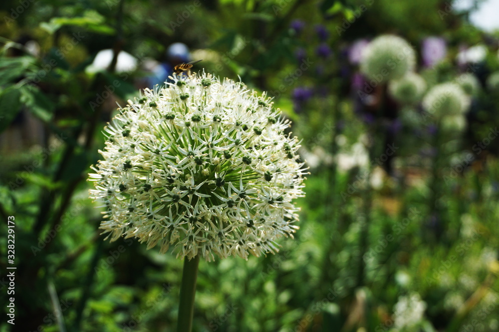 Beautiful White Allium flower growth in the garden Beautiful White Allium flower growth in the garden