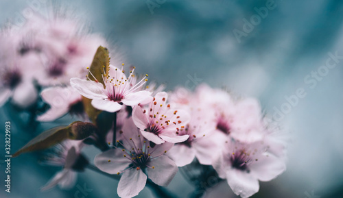 Fototapeta Closeup of spring blossom flower on dark bokeh background. Macro cherry blossom tree branch